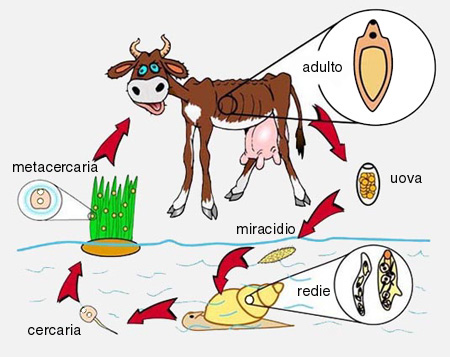 fasciola hepatica adulto